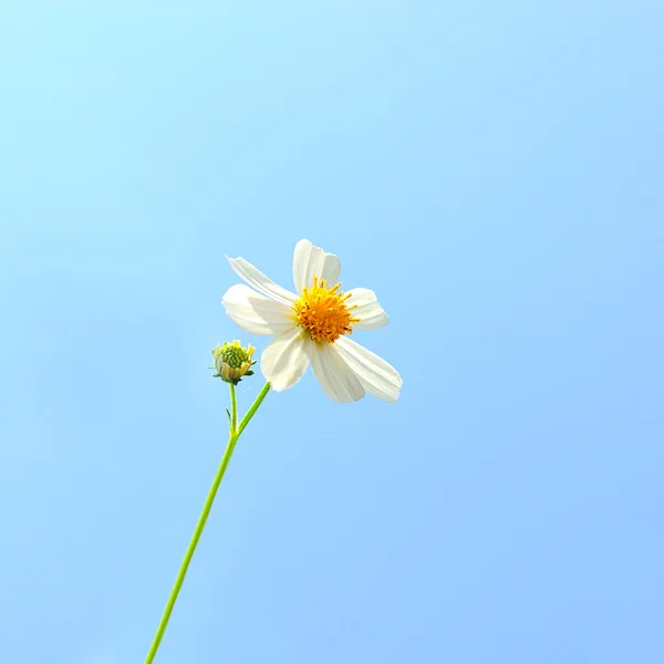 白に孤立したカモミールの花 — ストック写真