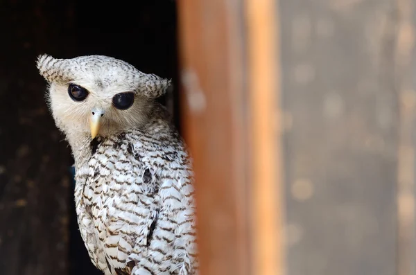 Pássaro no melhor poleiro (Eagle-Coruja de barriga manchada ou Forest Eagle-O — Fotografia de Stock