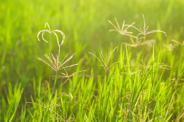 Bonjour dans la prairie verte — Photo