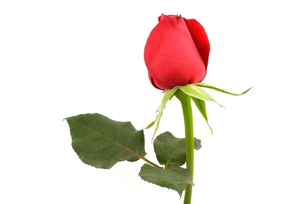 Single beautiful red rose isolated on white background — Stock Photo, Image