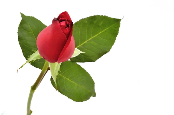 Rote Rose zum Valentinstag — Stockfoto