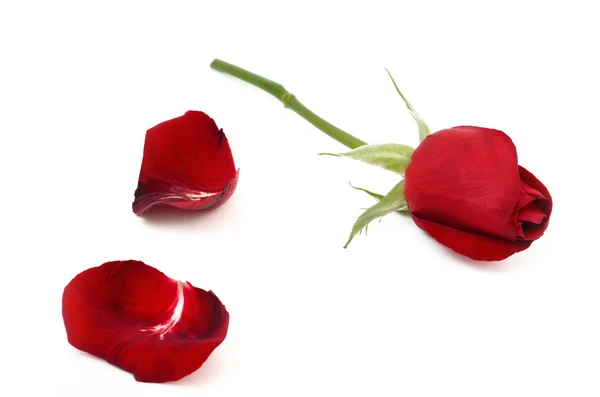 Красная роза и лепестки розы. Подари розу в день Святого Валентина — стоковое фото