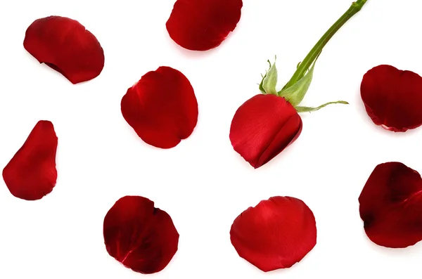 Rosa rossa e petali di rosa. per il regalo di San Valentino — Foto Stock