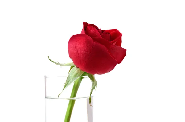 Rote Rose als Valentinstagsgeschenk — Stockfoto