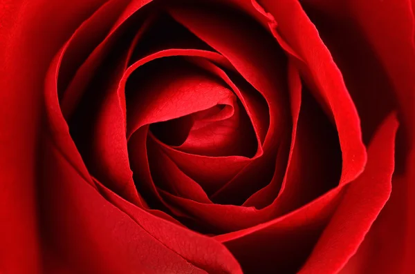 Nahaufnahme Rote Rose als Valentinstagsgeschenk — Stockfoto