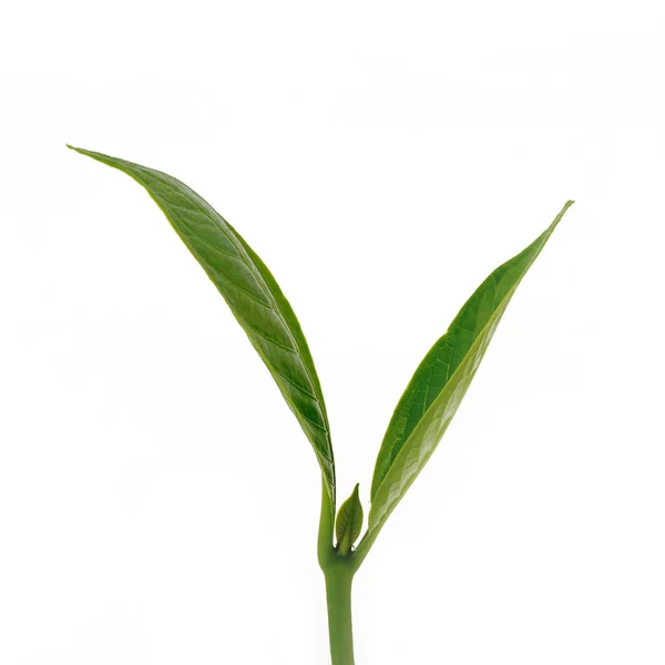 Planta de crecimiento de brotes jóvenes — Foto de Stock