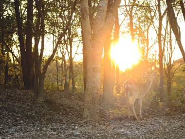 Orman ve aydınlatma arka plan akşam için benekli geyik 