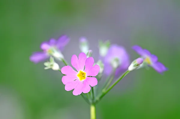 美丽的紫罗兰花的心形状叶绿色背景 — 图库照片