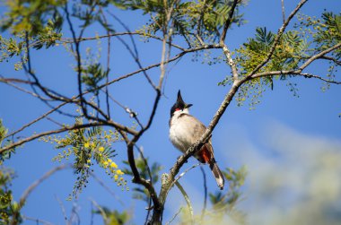 En iyi levrek üzerinde duran kuş (kırmızı bıyıklı bülbül) 