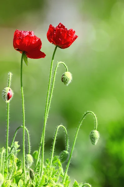 Flores de amapola en primavera con hermoso fondo — Foto de Stock