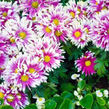 Menekşe Gerbera Çiçek Bahçe arka planda