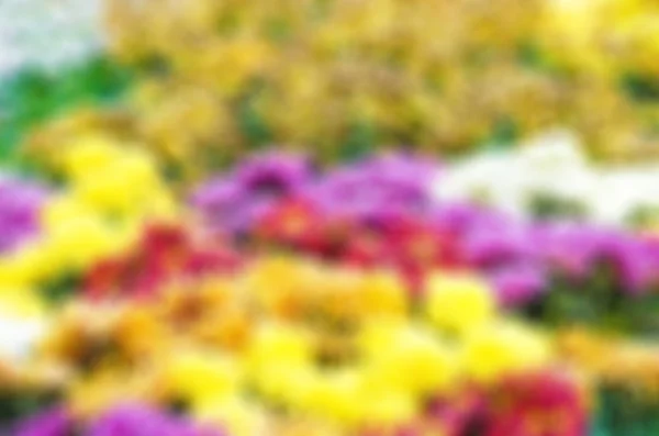 Gerbera garden for blur background — Stock Photo, Image