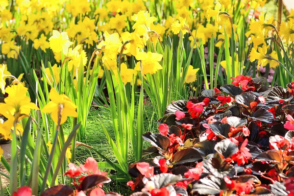 Piękny kwiat żółty (Golden Harvest lub Narcissus pseudonarcissus) na tle — Zdjęcie stockowe