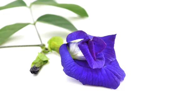 Butterfly Pea ,Violet thai herb isolated on white background — Stock Photo, Image