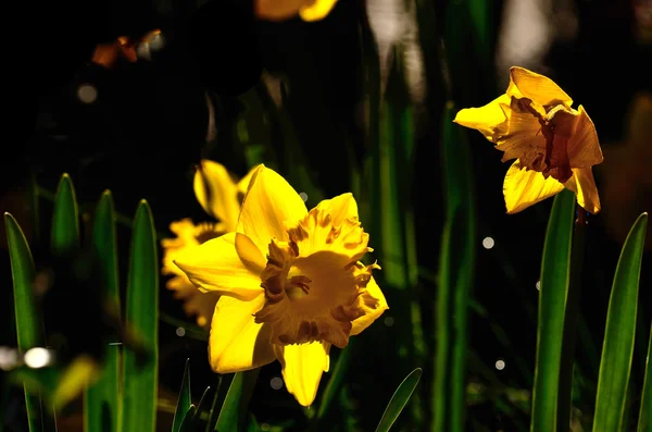 Piękny kwiat żółty (Golden Harvest lub Narcissus pseudonarcissus) na tle — Zdjęcie stockowe