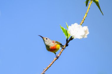 Bayan Gould's Sunbird, kuş çiçek