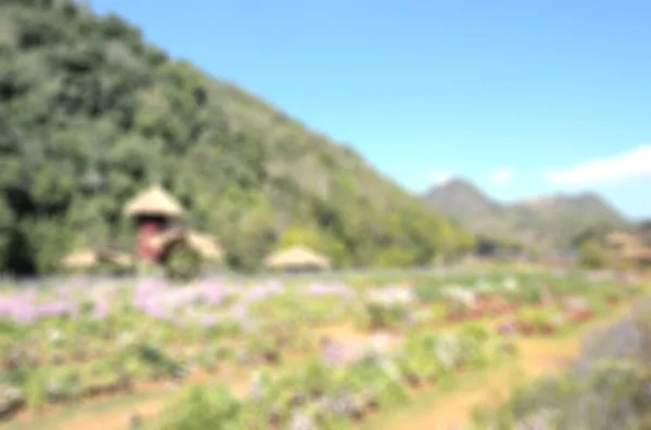 Beautiful blur background at Angkhang garden in Chiangmai Thailand for dry cut modeling — стоковое фото