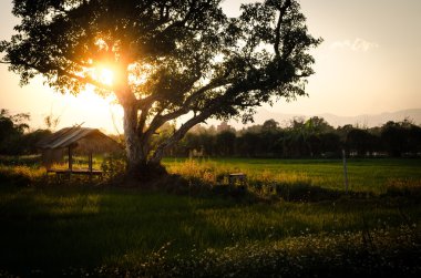 Güzel pirinç alan arka plan günbatımı bigtree ile