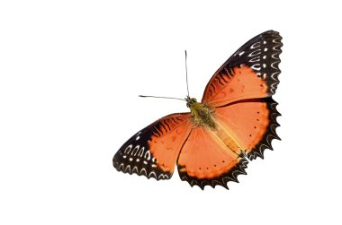 Kelebek (kırmızı Lacewing) izole beyaz arka plan üzerinde