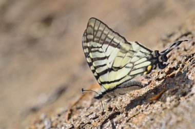 Yere iniş kelebek (gözlük Swordtail)