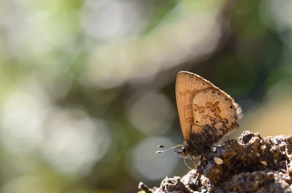 Motyl (chińskie skrzydła proste niebieski) — Zdjęcie stockowe