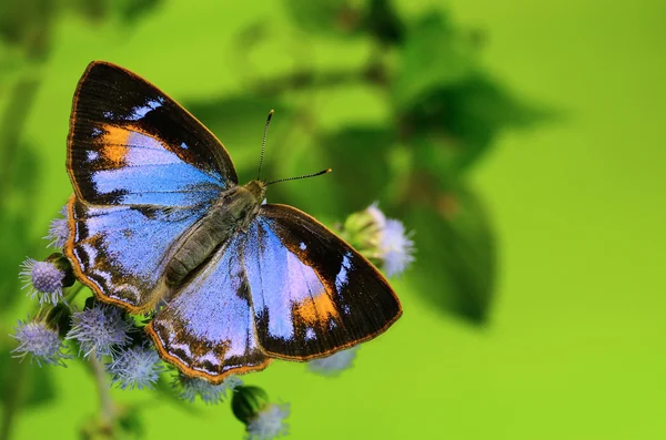 Motyl (wspólne Gem) perching na kwiat — Zdjęcie stockowe