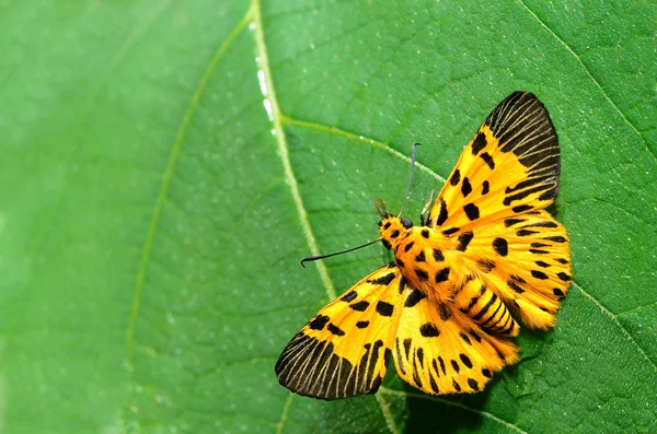 Żółty motyl (płaskie zygzak) wylądował na zielonych liści — Zdjęcie stockowe