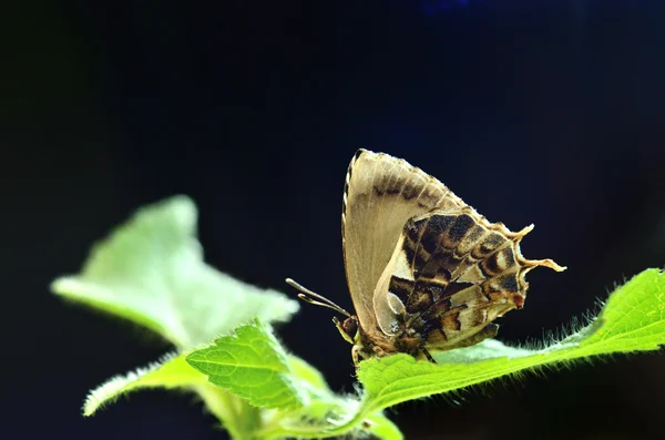 Mariposa Mota Massyla (Azafrán) posada sobre hojas verdes — Foto de Stock