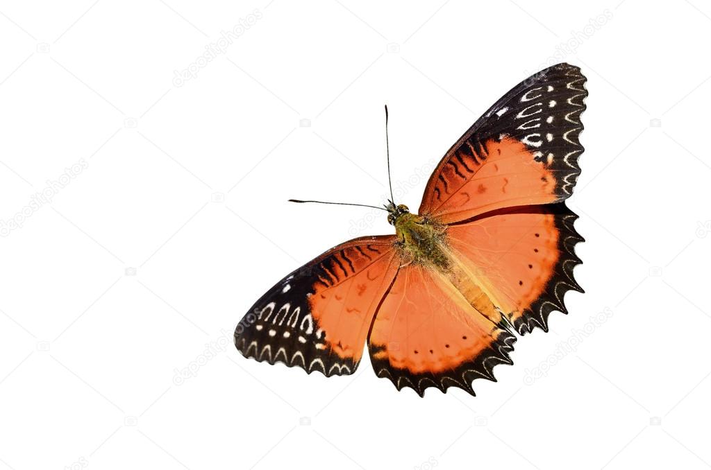 Butterfly (Red Lacewing) isolate on white background
