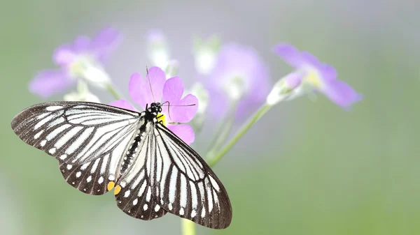 Schmetterling (der kleine Pantomime) mit schöner Blume — Stockfoto