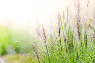 Güzel closeup meadows bahçecilik gösteri