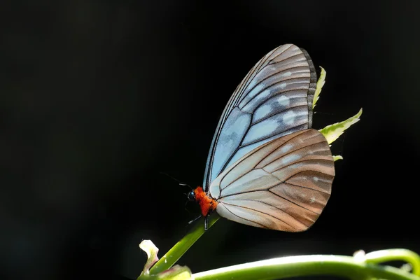 Motyl (Calinaga Buddy sudassana (Orange Freak)) na okonia — Zdjęcie stockowe