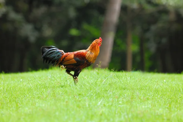 Een felgekleurde cockerel in een veld staat op thailand groene b — Stockfoto