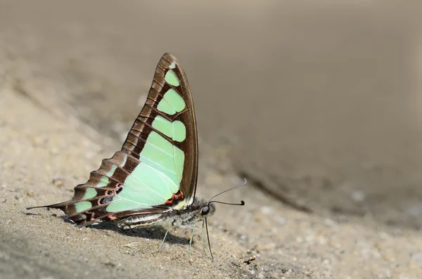 Butterflie (camsı Bluebottle) için arka plan dokusu — Stok fotoğraf