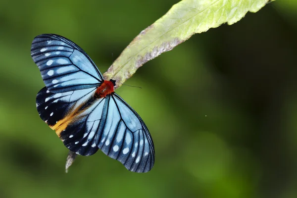 Motýl (oranžová zrůdo) okoun na zelených listech pro pozadí — Stock fotografie