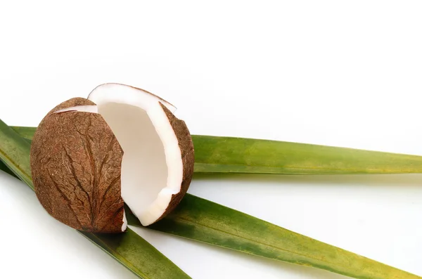 코코넛과 코코넛 잎에 고립 된 흰색 배경 — 스톡 사진