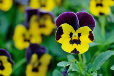 Bahçe içinde güzel bir sarı çiçek