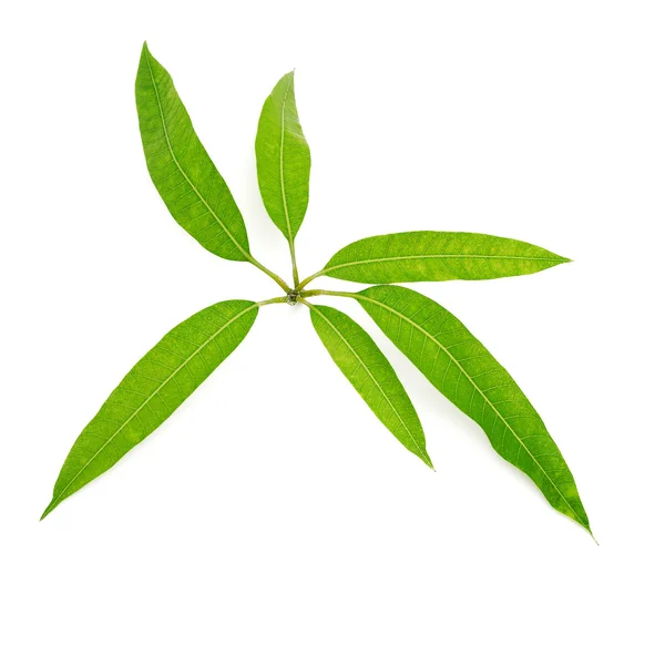 Mango leaves — Stock Photo, Image