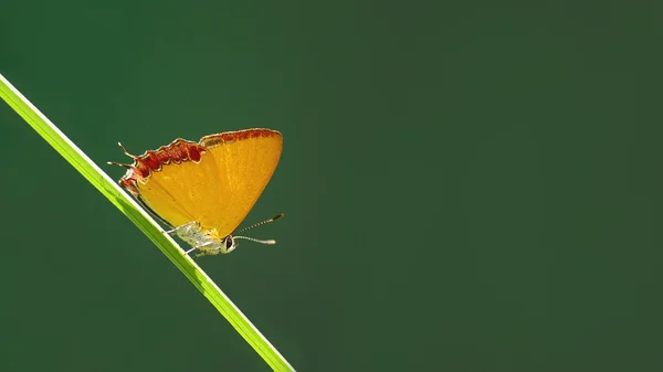 Bella farfalla "Zaffiro viola" su sfondo verde — Foto Stock