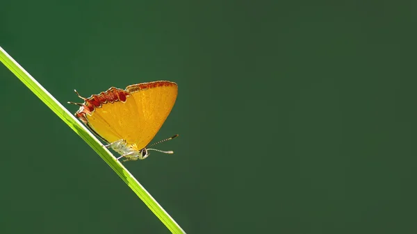 Beautiful butterfly "Purple Sapphire" on green background Royalty Free Stock Photos