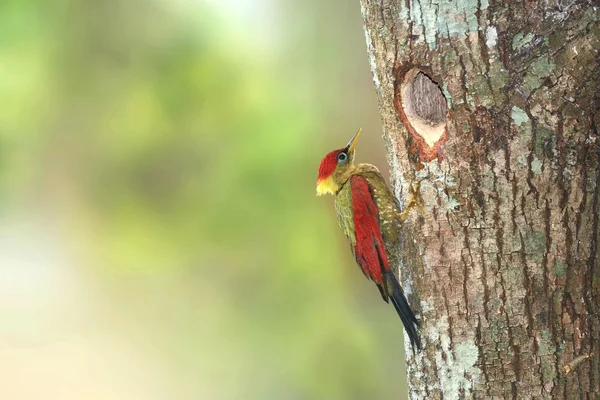 Uccello (Picchio alato cremisi) appollaiato sul nido — Foto Stock