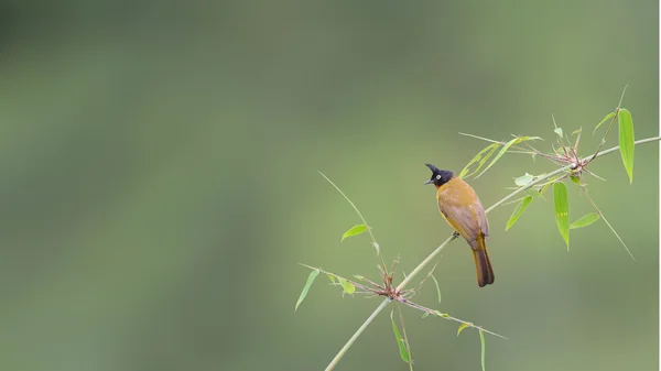 Bambu üzerinde tıraşlama kuş (siyah ince kenarlı bülbül) — Stok fotoğraf