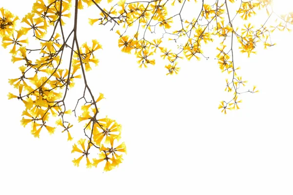 Жовта квітка, що цвіте навесні — стокове фото