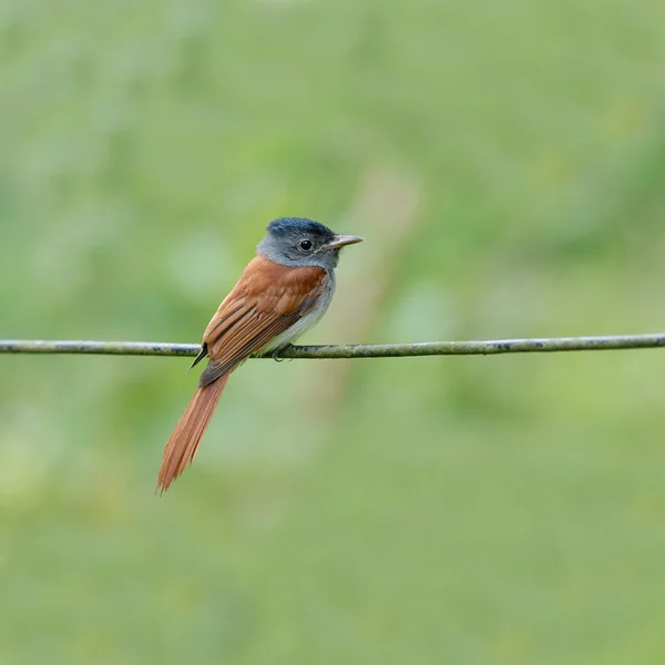 Ptak (azjatyckim raju Flycatcher) perching na drut — Zdjęcie stockowe