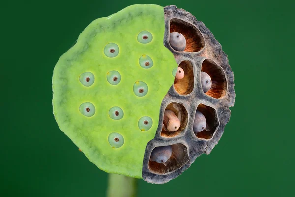 Vergänglichkeit von Kelch und Lotuskernen im Vergleich zwischen alt und neu — Stockfoto