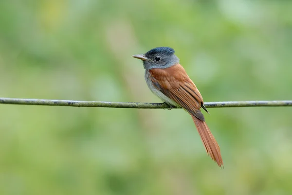 Bird (Asian Paradise Flycatcher) perching on wire — Stock Photo, Image