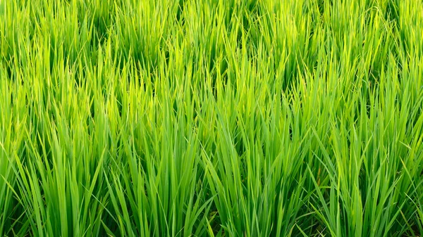 Yeşil pirinç alan doku arka planı için — Stok fotoğraf