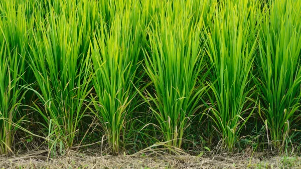 Alandaki yeşil taze pirinç — Stok fotoğraf