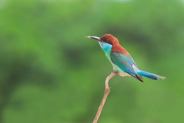 Vogel auf dem besten Barsch (Blaukehlbienenfresser) in grünem Backgr — Stockfoto