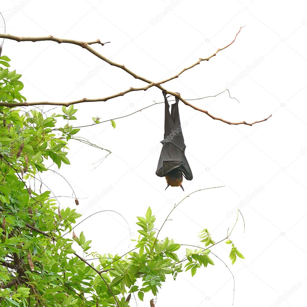 Bat hanging on tree isolate on white background
